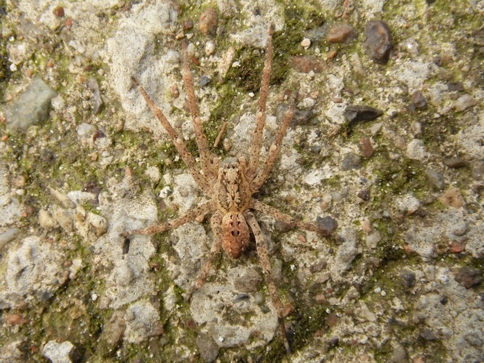 Zoropsis cf. spinimana